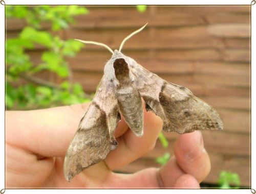 Nastrosz półpawik - Smerinthus ocellata ocellata . Data : 18.05.2010. Miejscowość : Piaski Wielkopolskie .