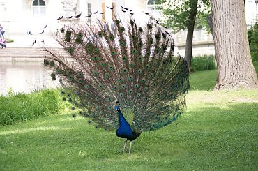 Paw, Pawie, Paw, Peacock #Pawie #Paw #Peacock #xnifar #rafinski