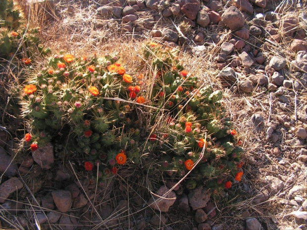 Wyspa Amantani / Jezioro Titicaca - Peru