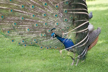 Paw, Pawie, Paw, Peacock #Pawie #Paw #Peacock #xnifar #rafinski