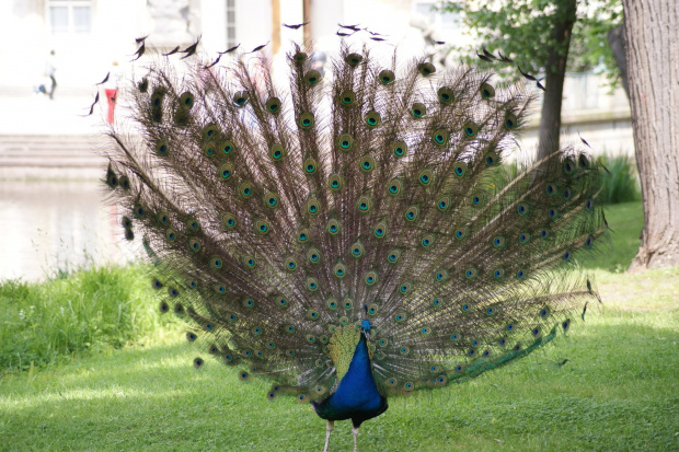 Paw, Pawie, Paw, Peacock #Pawie #Paw #Peacock #xnifar #rafinski