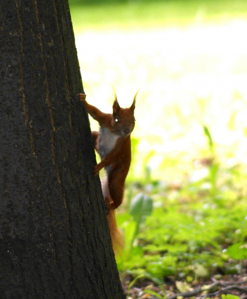 Wiewiórka, squirrel #Wiewiórka #squirrel #xnifar #rafinski