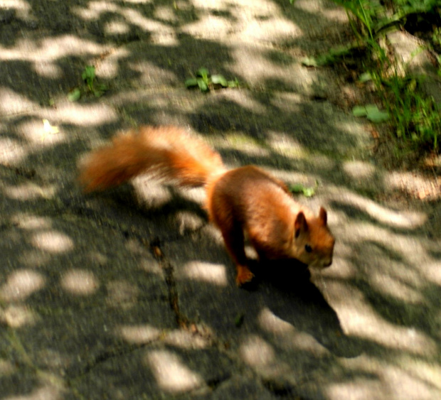 Wiewiórka, squirrel #Wiewiórka #squirrel #xnifar #rafinski