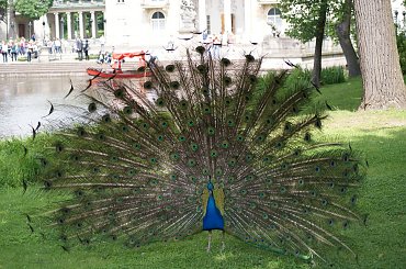 Paw, Pawie, Paw, Peacock #Pawie #Paw #Peacock #xnifar #rafinski