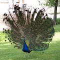 Paw, Pawie, Paw, Peacock #Pawie #Paw #Peacock #xnifar #rafinski