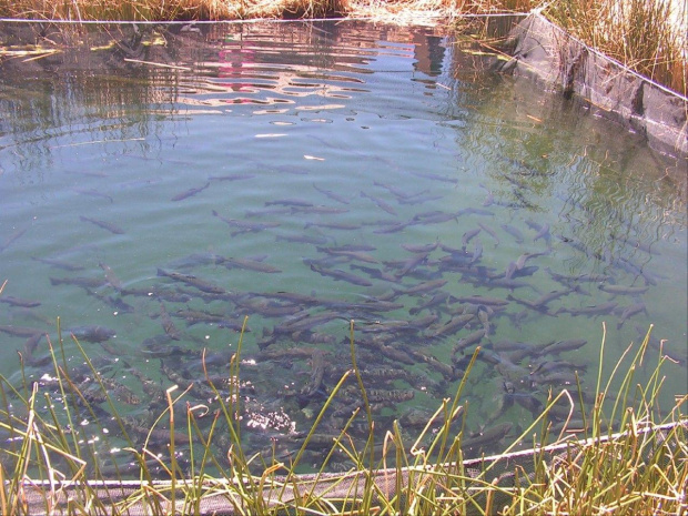 Wyspy Uros  Jezioro Titicaca - Peru