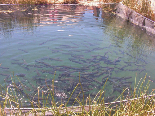 Wyspy Uros  Jezioro Titicaca - Peru