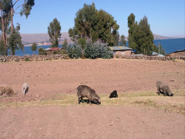 Wyspa Amantani / Jezioro Titicaca - Peru