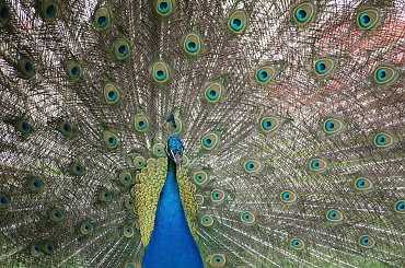 Paw, Pawie, Paw, Peacock #Pawie #Paw #Peacock #xnifar #rafinski