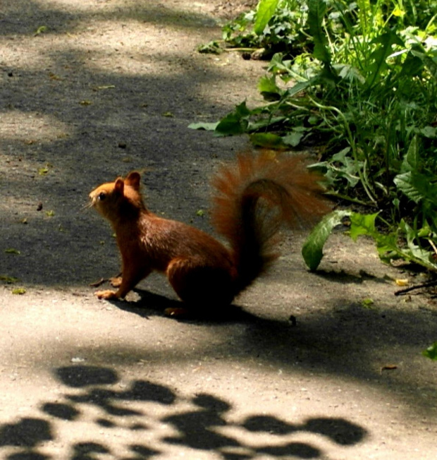 Wiewiórka, squirrel #Wiewiórka #squirrel #xnifar #rafinski