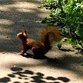 Wiewiórka, squirrel #Wiewiórka #squirrel #xnifar #rafinski
