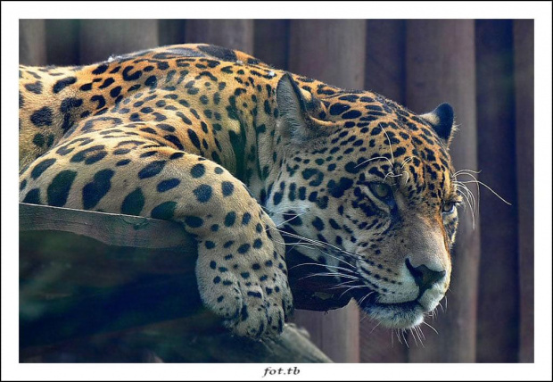 "Przeszklone" spotkanie z jaguarem...zainteresowanie...