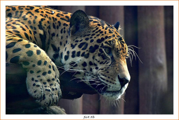 "Przeszklone" spotkanie z jaguarem...senność...