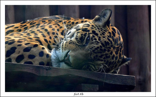 "Przeszklone" spotkanie z jaguarem... jednym okiem w obiektyw...