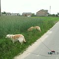 Idziemy na poranny spacer a one za bramą pojeść trawki