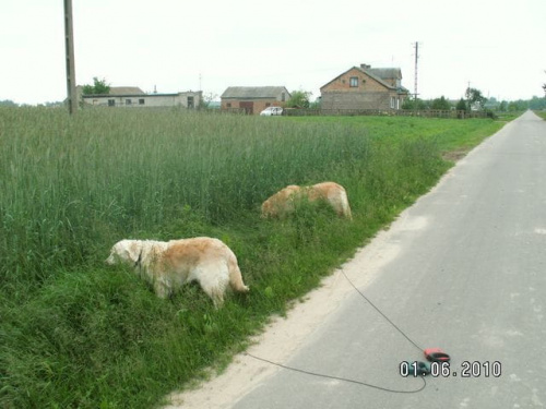 Idziemy na poranny spacer a one za bramą pojeść trawki