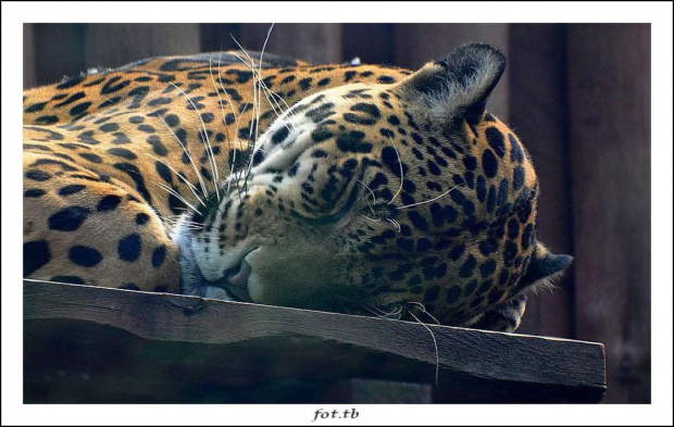 "Przeszklone" spotkanie z jaguarem...sen...
