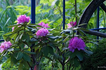 pozdrowienia z mojego ogródka ... :)) #krzewy #rododendrony #kwiaty #ogród #wiosna #maj