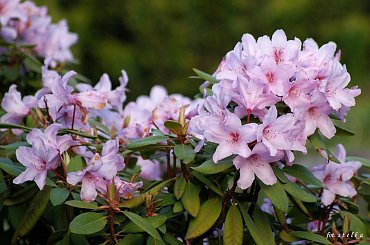 pozdrowienia z mojego ogródka ... :)) #krzewy #rododendrony #kwiaty #ogród #wiosna #maj