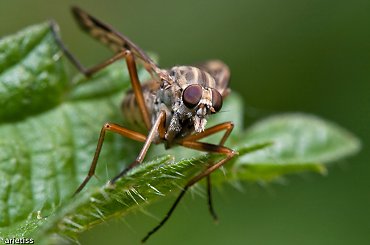 Mufa... #makro #owady #mucha #arietiss