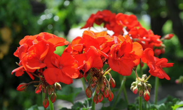 Pelargonie płomienne