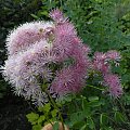 Thalictrum aquilegifolium,
Thalictrum aquilegifolium 'Atropurpureum'