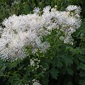 Thalictrum aquilegifolium var. album