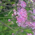 Thalictrum 'Black Shoking''