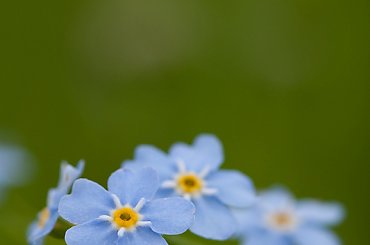 Niezapominajki... #kwiaty #flora #makro #niezapominajki #arietiss