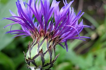 w moim ogrodzie ... #chabry #kwiaty #ogród #wiosna