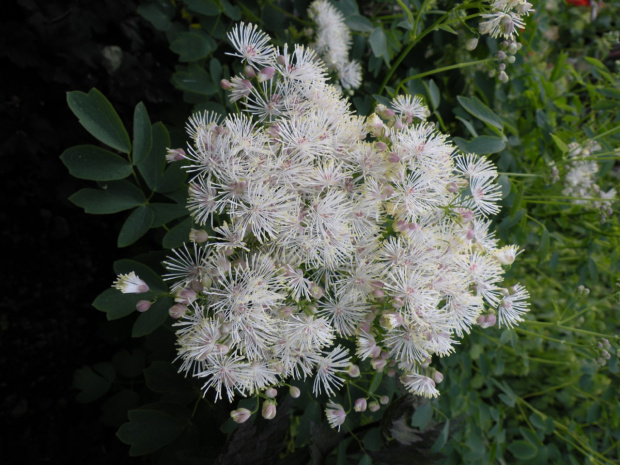 Thalictrum aquilegifolium var. album