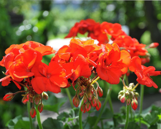 Pelargonie płomienne