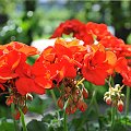 Pelargonie płomienne