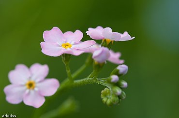 Niezapominajki... #kwiaty #flora #makro #niezapominajki #arietiss