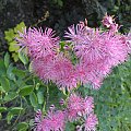 Thalictrum aquilegifolium 'Atropurpureum'