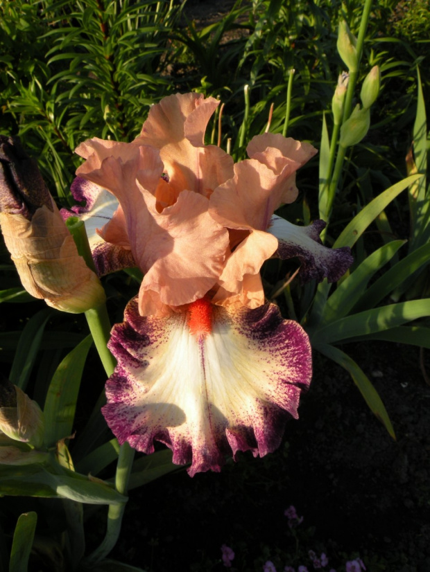 Iris 'Morning Mood'