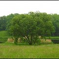 Spacerkiem po arboretum :)