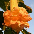 Brugmansia x candida f. pleno 'ANGELS FLIGHT'