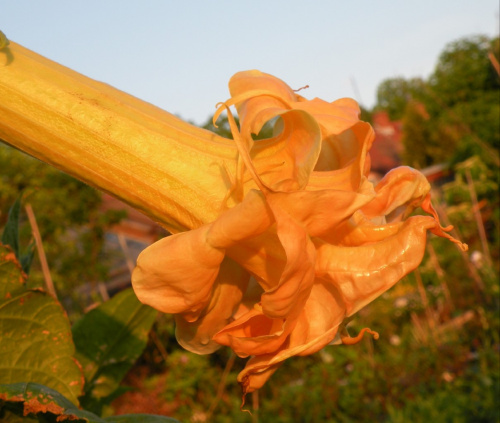 Brugmansia x candida f. pleno 'ANGELS FLIGHT'