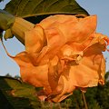 Brugmansia x candida f. pleno 'ANGELS FLIGHT'