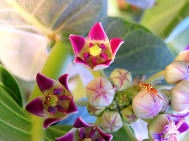 Procera Calotropis (Asclepiadaceae) - ze specjalnymi pozdrowieniami dla pawelbak24