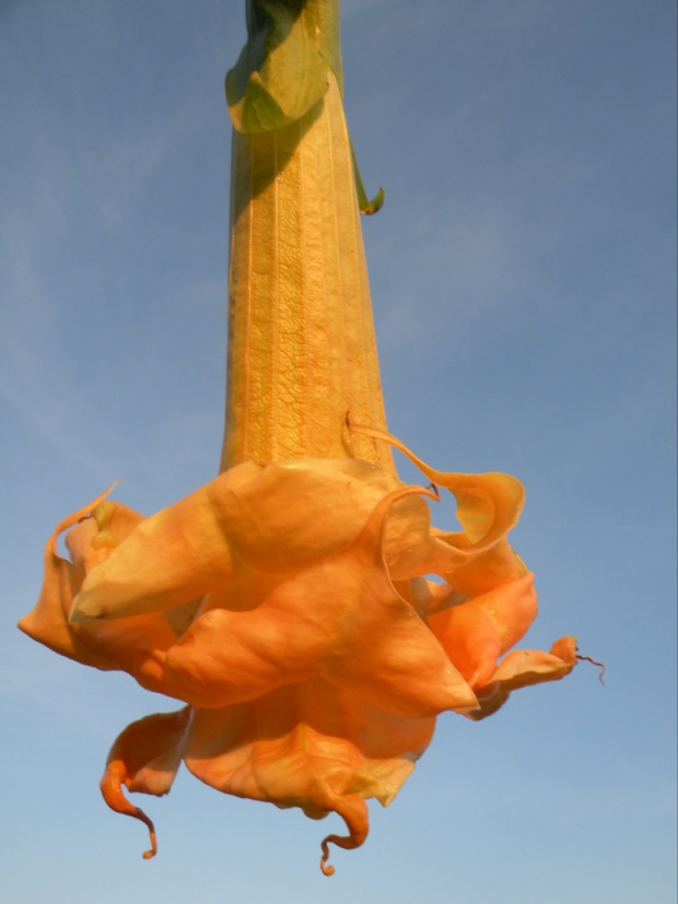 Brugmansia x candida f. pleno 'ANGELS FLIGHT'