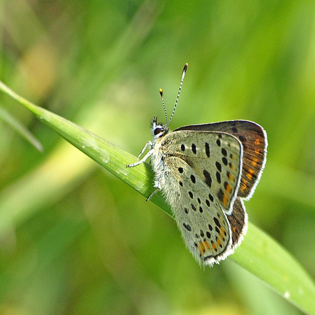 Czerwończyk uroczek (Lycaena tityrus) #CzerwończykUroczek