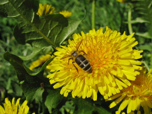 #pszczoła #mniszek #wiosna