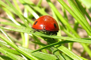 nie chciała współpracować #robale #chrząszcz #owad #biedronka