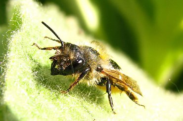 skrzyżowanie pszczoły, muchy i szerszenia :D Nie wiem co to w sumie jest, ale ładnie zapozowało #robale #chrząszcz #owad #biedronka