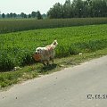Dała po garach i rozwinęła pełna prędkość