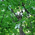 Dawidia chińska, zwana też drzewem chusteczkowym;
unikat na skalę światową, rośnie sobie w ogrodzie w Przelewicach..