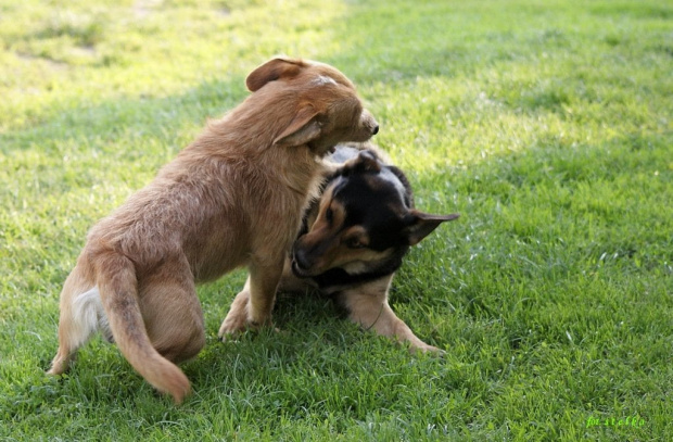 psie igraszki ... :)) #Puszek #Rambo #zwierzęta #psy #wieś #Chomiąża #wiosna