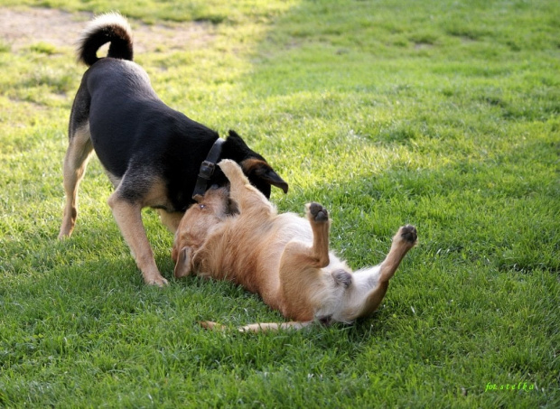 psie igraszki ... :)) #Puszek #Rambo #zwierzęta #psy #wieś #Chomiąża #wiosna